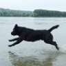 Labrador021
