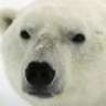 polarni medved