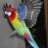 parrots rule