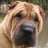 shar-pei