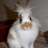 crazy_rabit