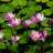waterlily