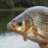Waggler