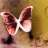 _Butterfly_princesS_