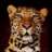 leopardy