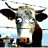 The Cow