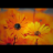 LifeIsAFlower