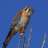 kestrel