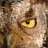 lady_owl