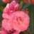 Oleander
