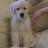 LabradorRetriverPuppy