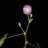 Mimoza_Bgd