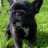 Ivana♥fr.buldoge
