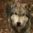direwolf_86