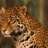 crni_jaguar-bec