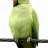 parrotlover22