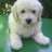 ILovePoodles