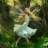 Aporocacus