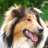 dragan_online