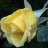 Plava rosa