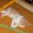 the house cat