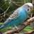 Budgerigar