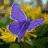 Butterfly_girl