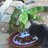dzimi iguana