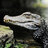 caiman