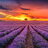 lavanda.blue