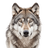 D-VUK