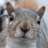 darth_squirrel