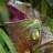 iguana
