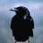 Storm Crow
