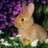 ~Rabbit~