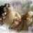 Mrvica_88