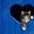 sweet pussycat