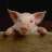 pigsyu